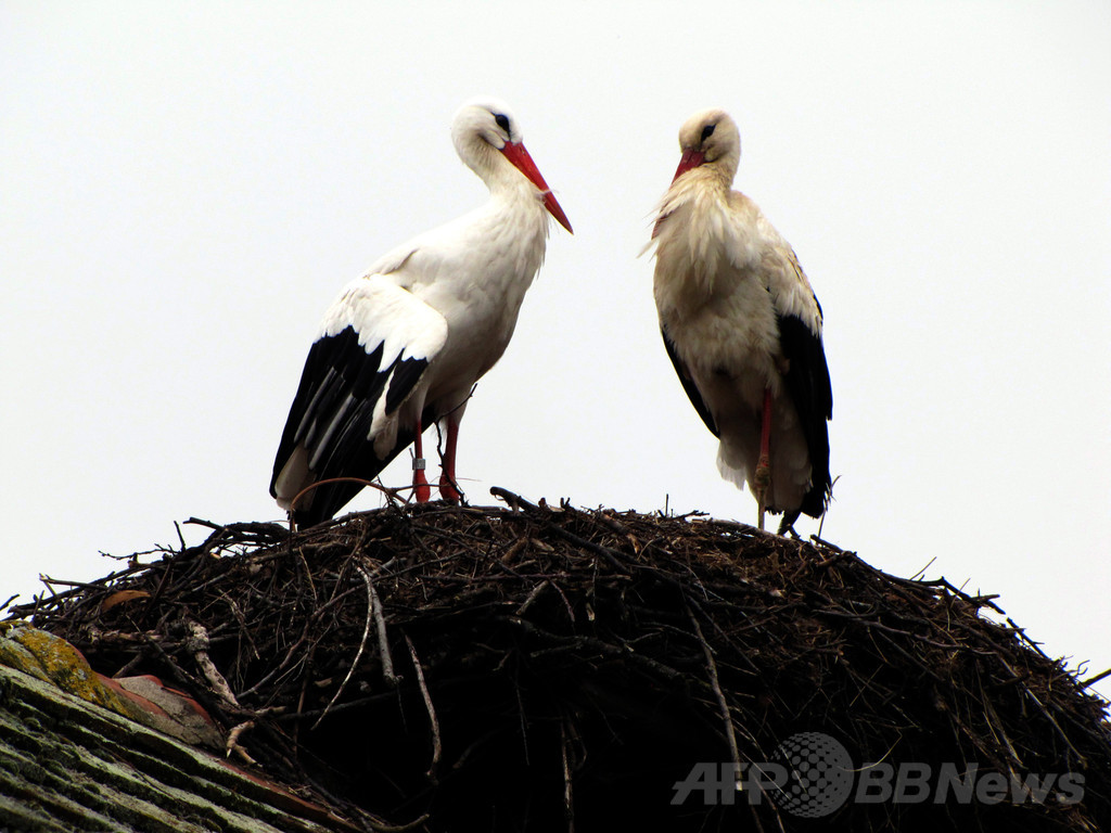 コウノトリの遠距離恋愛、12年目 クロアチア コウノトリの遠距離恋愛、12年目 クロアチア