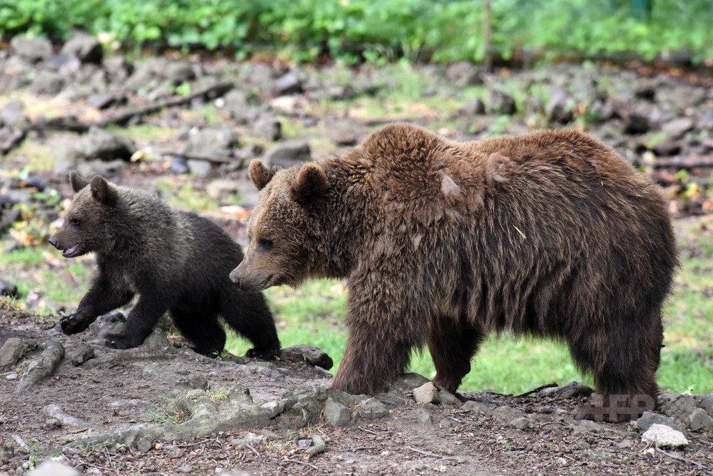 子育てが「盾」に、子連れクマ狩猟禁止の現地ルールに適応 研究 子育てが「盾」に、子連れクマ狩猟禁止の現地ルールに適応 研究