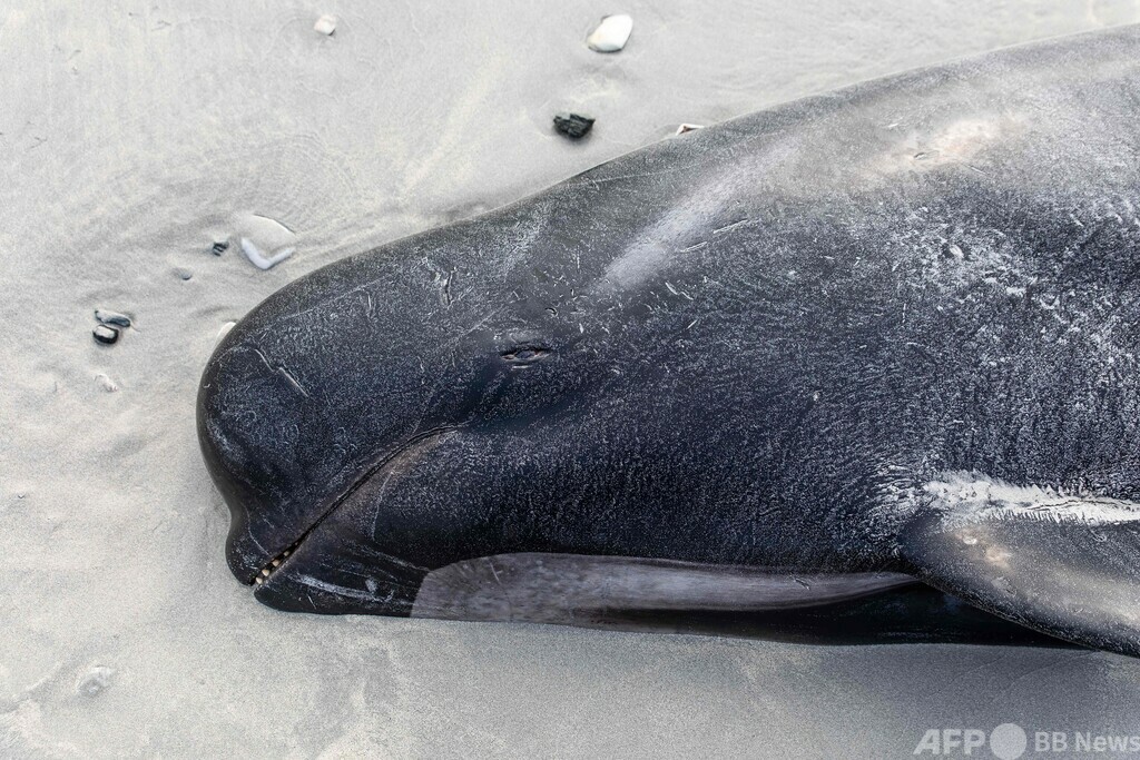 ゴンドウクジラ500頭打ち上げられ死ぬ NZチャタム諸島 写真6枚 国際ニュース:AFPBB News