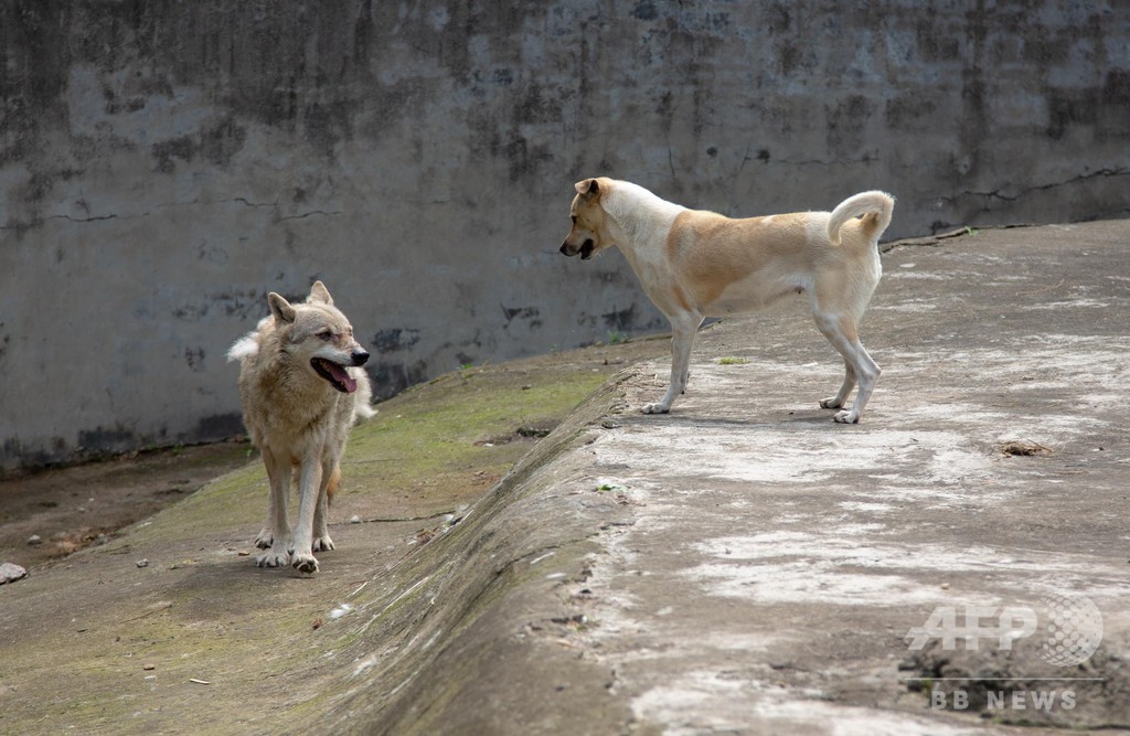 孤独なオオカミ 犬と同居で寂しさ和らぐ 武漢の動物園 写真3枚 国際ニュース Afpbb News