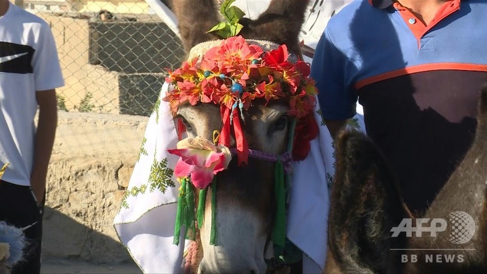 動画 モロッコでロバの 美人コンテスト 村人らに飼育奨励 写真1枚 国際ニュース Afpbb News