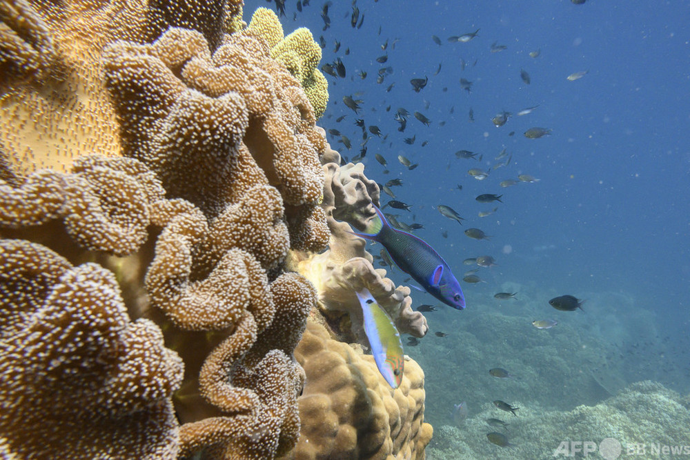 タイ、サンゴ礁に有害な日焼け止め禁止 海洋国立公園で