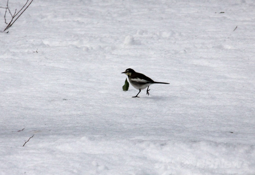 都心で45年ぶりの大雪、東北でも積雪増える