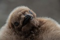 南大西洋の英領フォークランド諸島のオウサマペンギンのひな（2019年10月6日撮影）。(c)Pablo PORCIUNCULA BRUNE / AFP