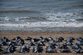 英南部ブライトンの海岸で、地中海の難民船問題をめぐる英政府の対応を非難する国際人権団体アムネスティ・インターナショナルが抗議行動の一環として並べた遺体袋（2015年4月22日撮影）。(c)AFP/BEN STANSALL