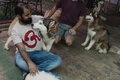 ミャンマー・ヤンゴンの犬カフェで、ハスキー犬を抱く男性客（2017年7月15日撮影）。(c)AFP/Ye Aung THU