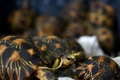 マレーシア・セパンにある税関施設で、当局によって公開されたヘサキリクガメやホウシャガメ（2017年5月15日撮影）。(c)AFP/Manan VATSYAYANA