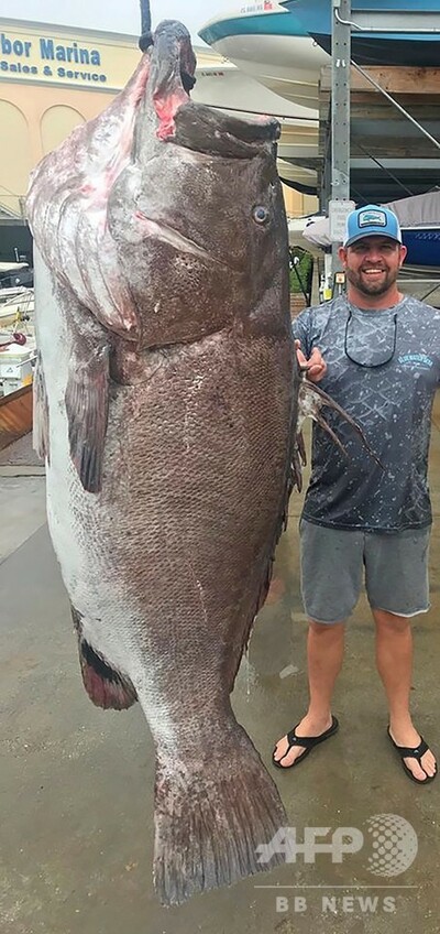 推定50歳のハタ捕獲 米フロリダ州史上最高齢か 写真1枚 国際ニュース Afpbb News