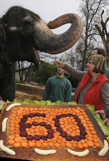 ケーキでお祝い嬉しいゾウ