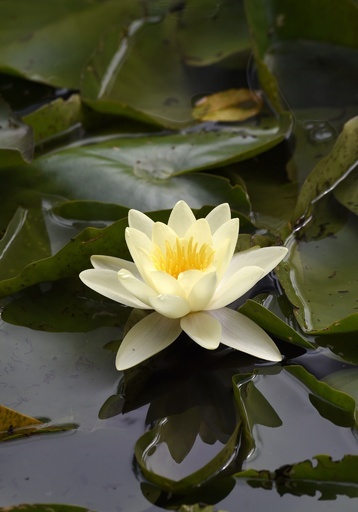 巨匠モネの庭園でスイレンが開花 仏ジベルニー