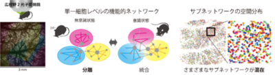 【横浜市立大学】意識・無意識脳での神経のつながり方の可視化に成功