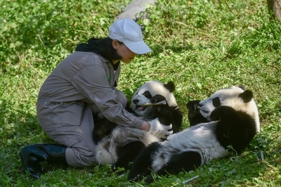 中国のパンダ保全でギネス認定 野生・飼育個体間で繁殖、双子育つ