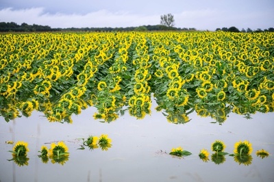 【今日の1枚】水没の村、しなだれるひまわり スロベニア