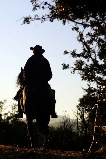 『モンタナの風に吹かれて』の原作者、毒キノコを食べ病院へ
