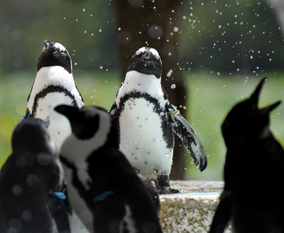 暑い！ペンギンも水浴び 上野動物園
