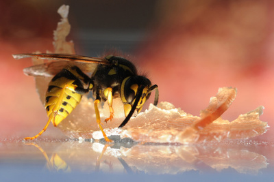 ハムを食べるキオビクロスズメバチ、ドイツ