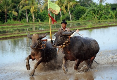 迫力満点！伝統の水牛レース「ムカプン」開催 バリ島