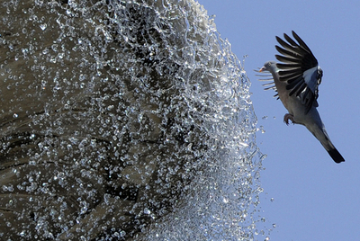 鳩も噴水でリフレッシュ、スペイン・マドリード