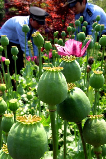 経済成長とともに麻薬使用が急増、中国