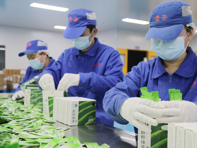 中国産抹茶 国内外の市場で売れ行き好調 今年の生産量は5000トン超