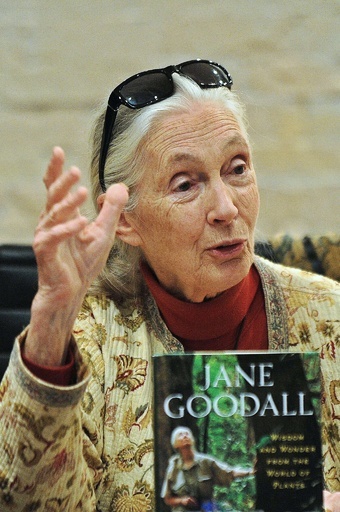 霊長類研究学者グドール氏、類人猿絶滅の危機を警告