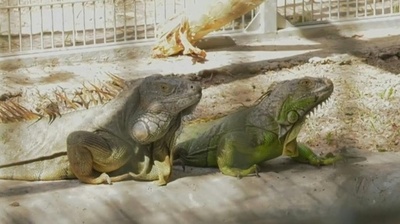 動画:タイ、イグアナ150匹超捕獲 農作物など被害