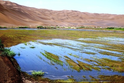 砂漠を水田に変える 新疆トルファン