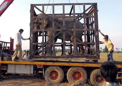 カンボジアの「殺人ゾウ」、新天地へ