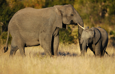 サイの密猟容疑者、ゾウに踏まれ死亡 南ア国立公園