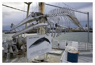 アイスランドの商業捕鯨、国民の7割近くが「賛成」