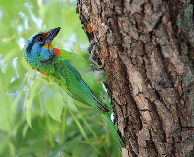 五色鮮やか、台湾のゴシキドリ