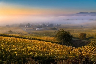色づいたブドウ園、秋深まるフランス