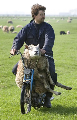 ヒツジを乗せてどこ行くの