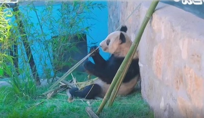米国から帰国のパンダ「ヤーヤー」の最新動画が公開 元気な姿見せる