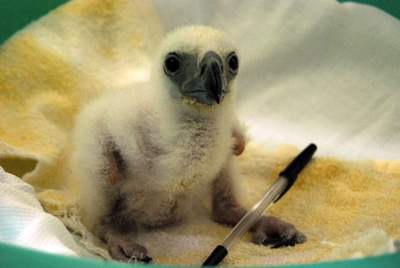 カメラに興味津々？フィリピンワシの赤ちゃん