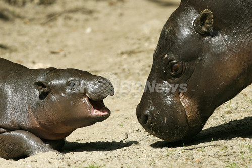 クヌートにライバル出現か ベルリン動物園にコビトカバの赤ちゃんが登場 写真9枚 ファッション ニュースならmode Press Powered By Afpbb News