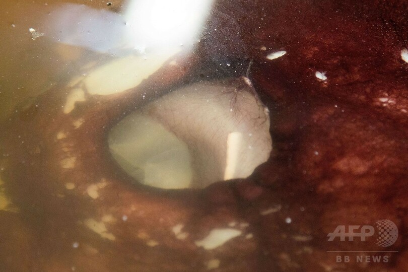 350キロの巨大イカ、南極沖で発見 体内には卵も