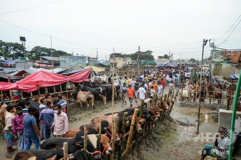 イスラム教の犠牲祭、いけにえにささげられる動物たち