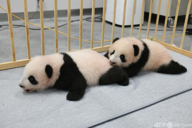上野動物園の双子パンダ命名 シャオシャオ と レイレイ 写真3枚 国際ニュース Afpbb News