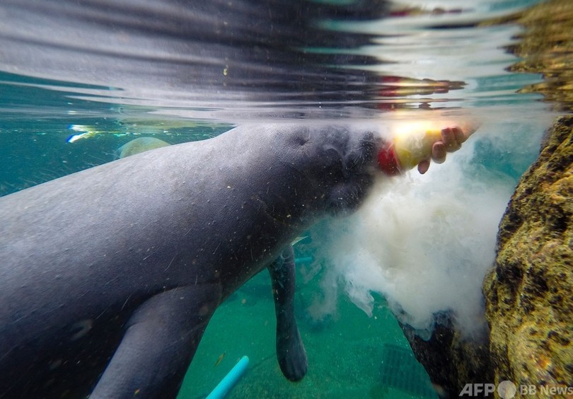 マナティー赤ちゃん治療中 死骸急増の米フロリダ