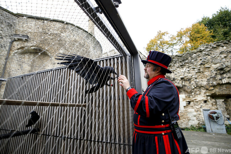 英国に不吉な予兆 国の命運握るロンドン塔のカラス1羽が行方不明 写真6枚 国際ニュース Afpbb News