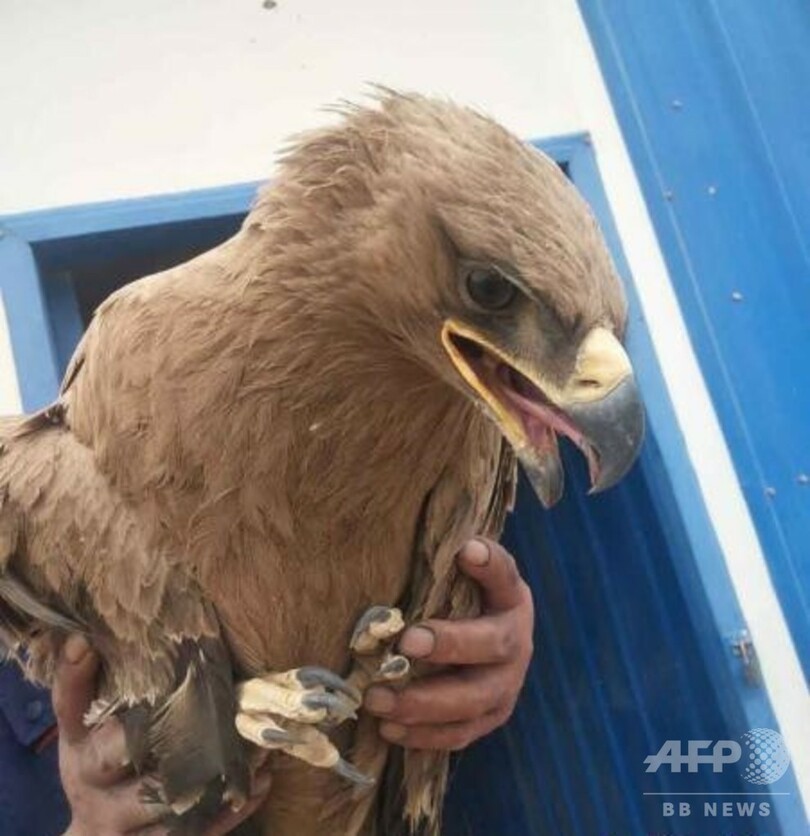 甘粛省で負傷したイヌワシを救助、国家一級保護動物