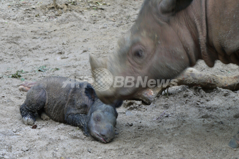 絶滅危惧種スマトラサイの赤ちゃん誕生、名前の意味は「神からの贈り物」