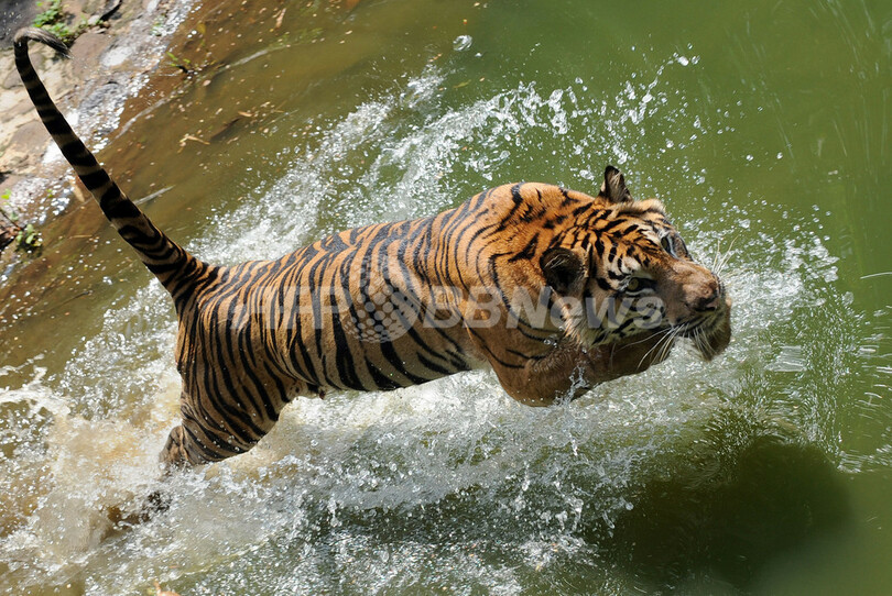 今年は寅年、スマトラトラの危機訴える絶好の機会に インドネシア