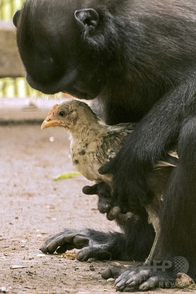 愛に飢えた雌ザル、ニワトリを「養子」に イスラエル動物園