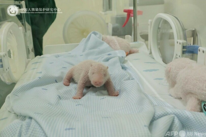 インドネシア在住のパンダ「フーチュン」 初の赤ちゃん誕生