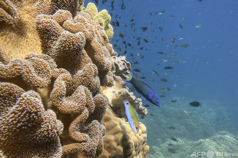 タイ サンゴ礁に有害な日焼け止め禁止 海洋国立公園で 写真3枚 国際ニュース Afpbb News