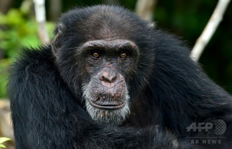 「チンパンジー島」最後の1頭、コートジボワールで保護の取り組み