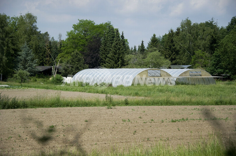 ドイツの大腸菌感染、モヤシは 「シロ」か