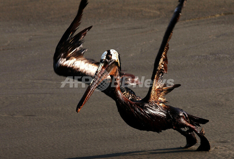 油まみれの鳥たち、メキシコ湾原油流出事故